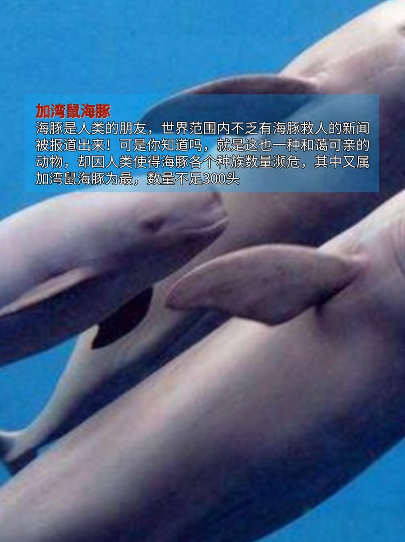 第一名已经名存实亡,最稀有动物排行榜