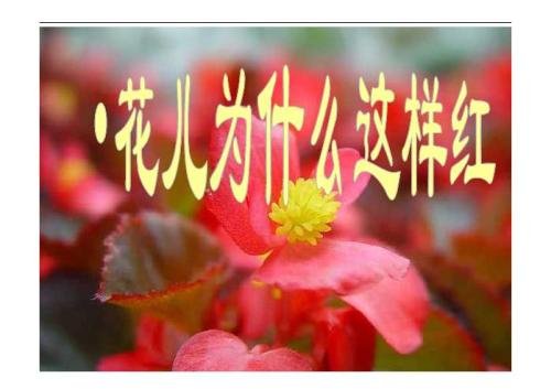 如果将帕尔哈提所唱《花儿为什么这样红》改编为《鸽子为什么这么大》,会有什么效果?