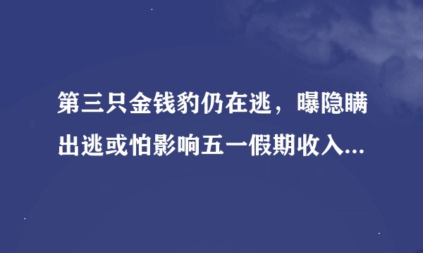 第三只金钱豹仍在逃，曝隐瞒出逃或怕影响五一假期收入，业内人士：动物园管理不当