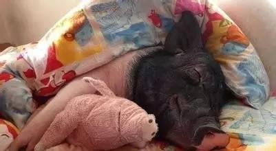 女子晒170斤宠物猪 同床同吃惊呆网友