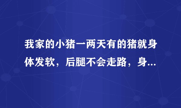 我家的小猪一两天有的猪就身体发软，后腿不会走路，身体变凉，尖叫，过些时候就死了？是什么病啊？