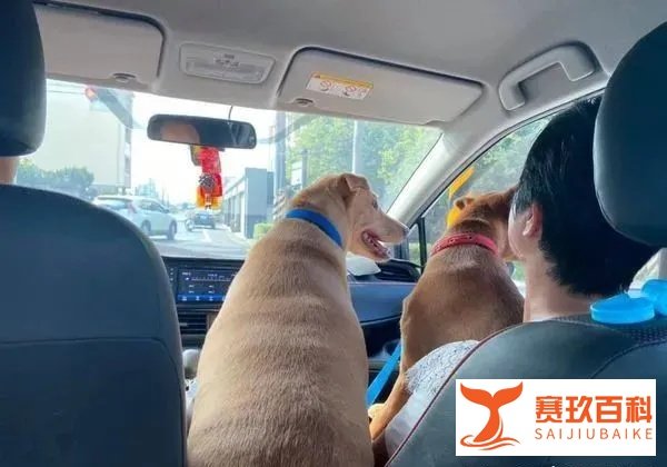 狗狗姐妹抢坐奶奶腿上，巨大瓦斯桶，挤3层肉卡中间：还有我