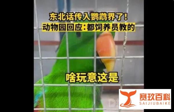 东北话传入鹦鹉界！辽宁一动物园鹦鹉满嘴东北味迅速成网红!