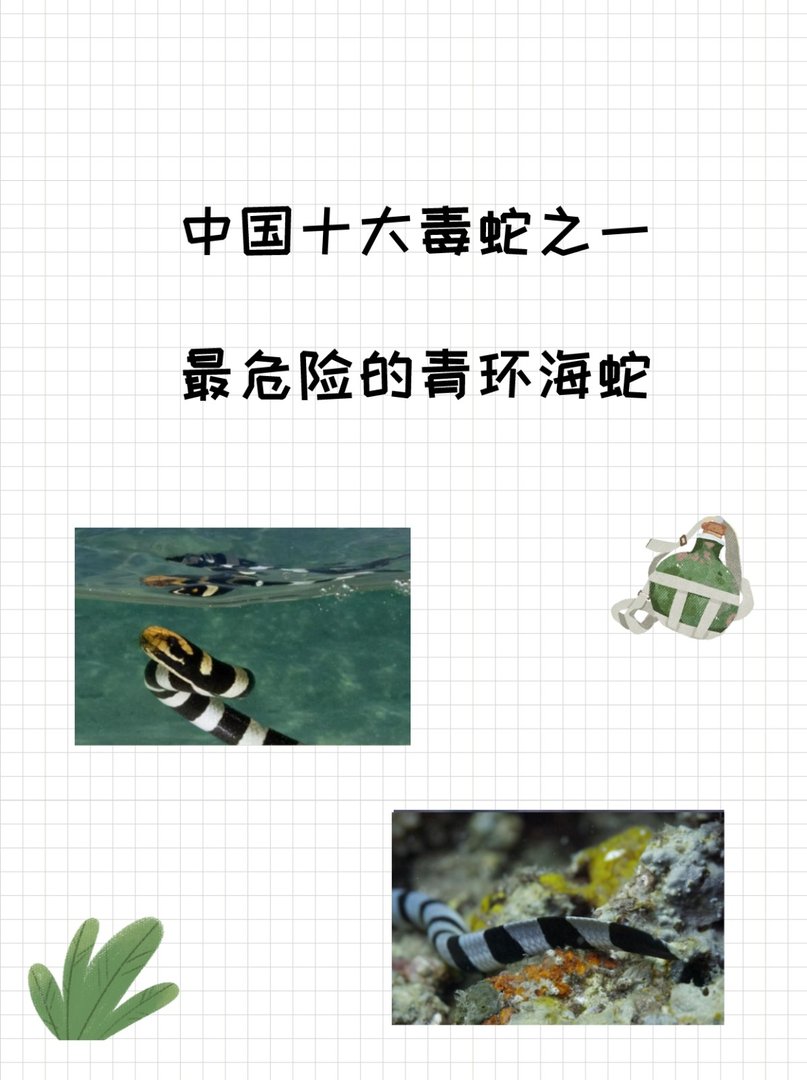 中国十大毒蛇之一，最危险的青环海蛇