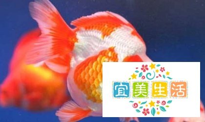 普通的金鱼最多能活多久