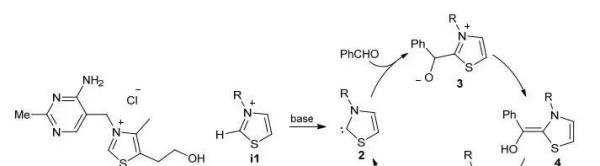 Benzoin(安息香)缩合的反应机理?