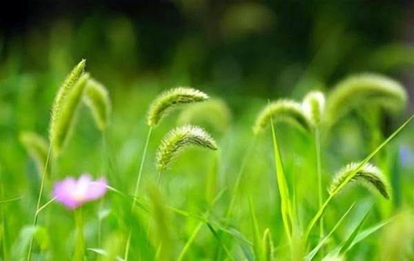 二十首关于春草的诗词,又是一年春草绿,春草绿时亦有诗