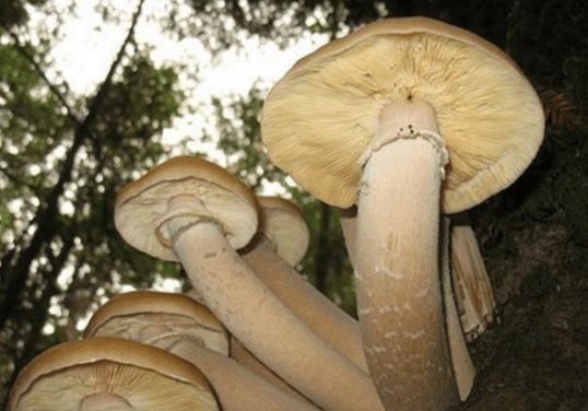 世界最大蘑菇长了2800多年,它生长的上一个什么样的环境?