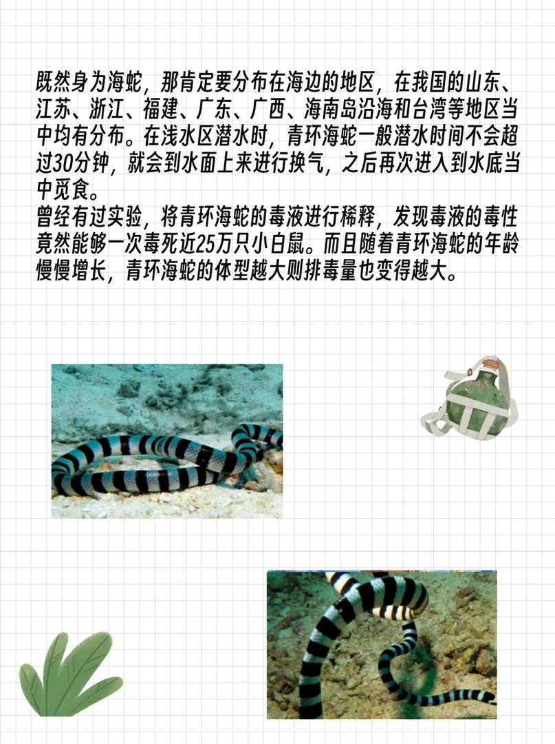 中国十大毒蛇之一,最危险的青环海蛇