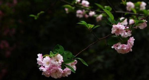 海棠花为什么又叫“断肠花”？有毒么？