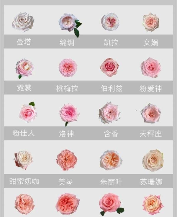 玫瑰??图鉴|140种不同颜色的玫瑰