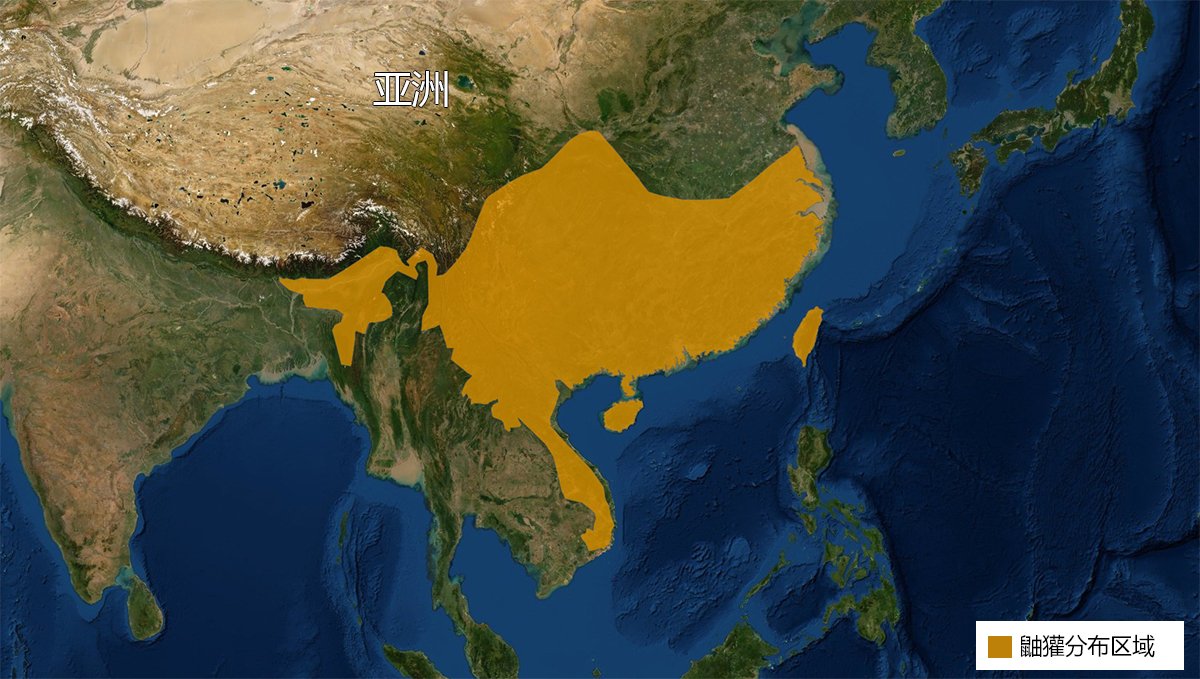 怎样区分狼獾、猪獾、狗獾等各种獾类动物?
