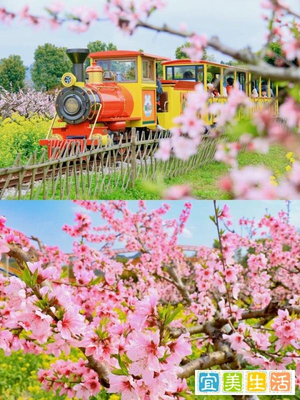 踏青赏花,浙江省内团建旅游好去处推荐!