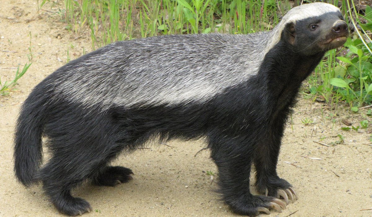 怎样区分狼獾、猪獾、狗獾等各种獾类动物?