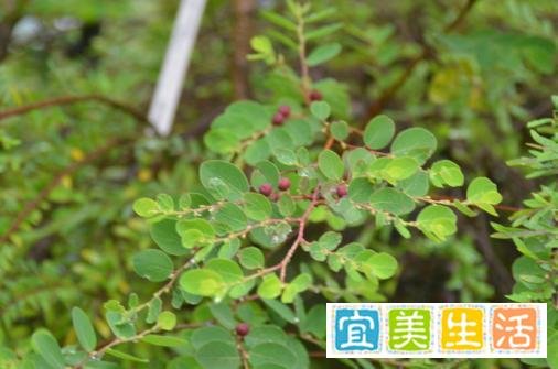 重要的园林景观植物——锡兰叶下珠