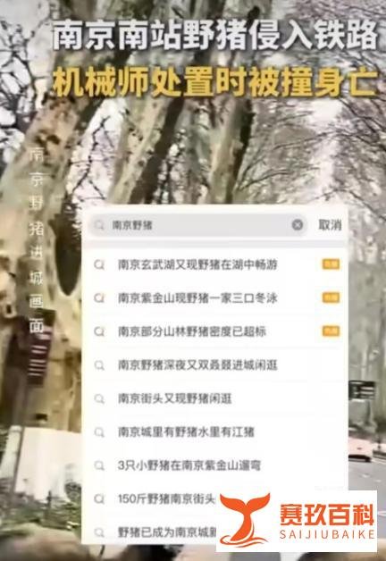 野猪侵入高铁线路引发悲剧：D5515次列车机械师不幸身亡